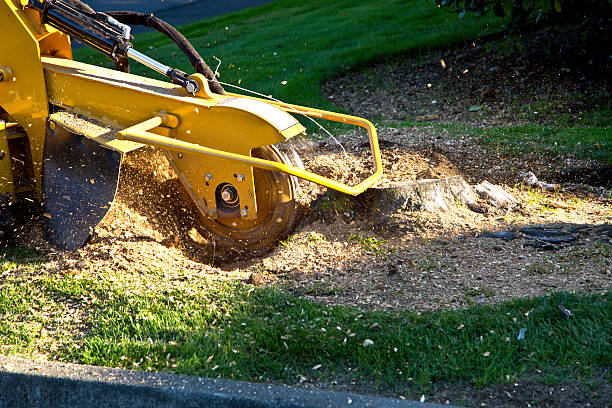 The Steps Involved in Our Tree Care Process in Guadalupe, CA